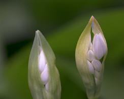 Daslook (Allium Ursinum) Wild Bear's Garlic