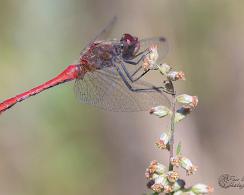 Bloedrode Heidelibel (Sympetrum Sanguineum) - Ruddy Darter