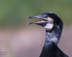 Aalscholver (Phalacrocorax carbo) - The great cormorant