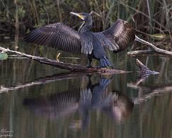 Aalscholver (Phalacrocorax carbo) - The great cormorant Kreelse Plas - Na 't vissen moeten de veren gedroogd worden