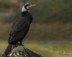Aalscholver (Phalacrocorax carbo) - The great cormorant