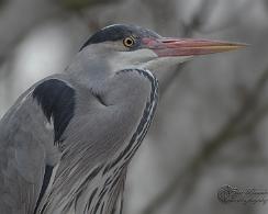 Blauwe Reiger (Ardea cinerea) - The grey heron